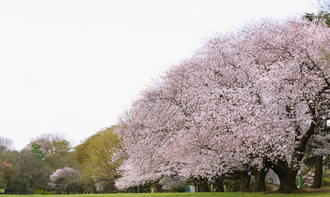 桜の名所でも行える地域イベントヨガ