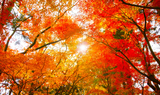 紅葉の名所での地域イベントヨガ