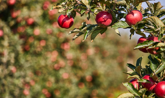 りんご園で行えるイベントヨガ体験